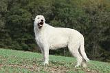 IRISH WOLFHOUND 176